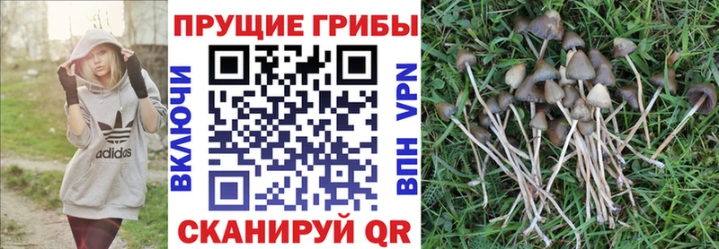 сколько стоит  Горнозаводск  Галлюциногенные грибы Psilocybe 